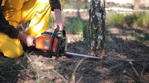 How Our Tree Care Process Works  in  Honolulu, HI